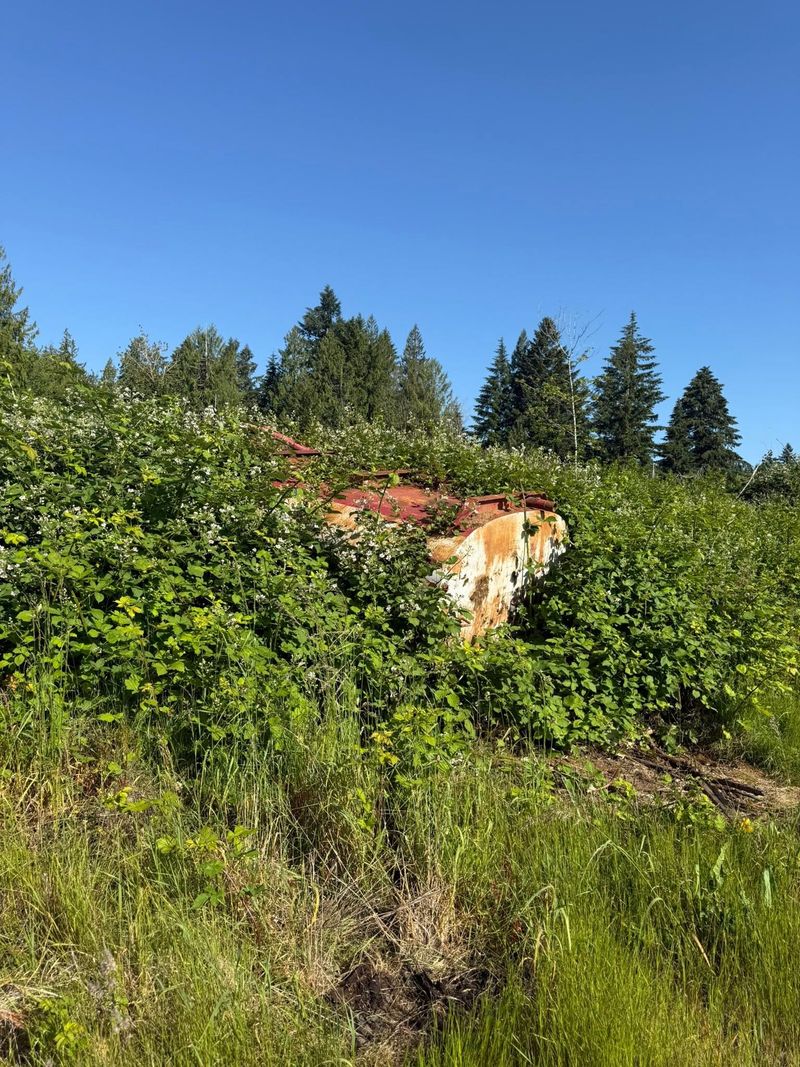 Abandoned hull almost buried under blackberry overgrowth before land clearing